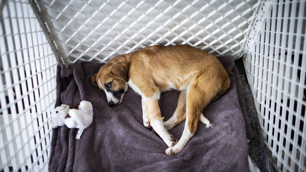 Okullu Köpek 'Fındık' sevenlerini üzdü