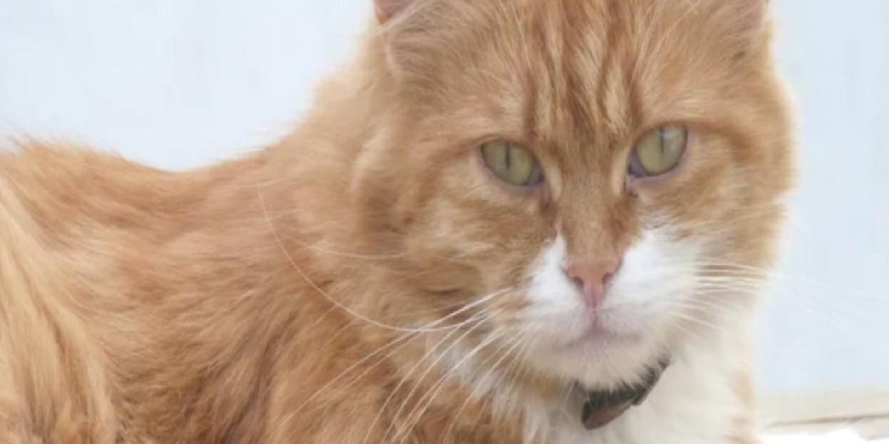 Yürekleri dağladı 8 yıl sonra bulunan kayıp kedi yeniden kayboldu